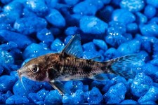 Paleatus cory pepper for sale  Vero Beach
