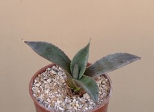 Agave gentryi succulent for sale  WALTON ON THE NAZE