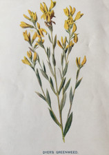 C.1902 antique botanical for sale C.1902 antique botanical for sale  TORRINGTON