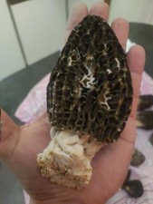 Kilogr morilles noires d'occasion  Arles