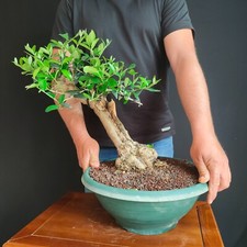 Pre bonsai ulivo usato  San Pancrazio Salentino