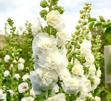 hollyhocks for sale  DEWSBURY