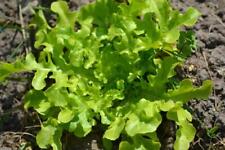 Lettuce seeds huge for sale  SALISBURY