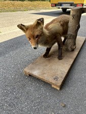 Fuchs exponat ausgestopfter gebraucht kaufen  Esslingen am Neckar