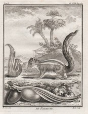 Ecureuil squirrel eichhörnche gebraucht kaufen Ecureuil squirrel eichhörnche gebraucht kaufen  Seubersdorf