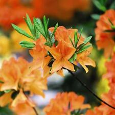 Orange azalea plant for sale  IPSWICH