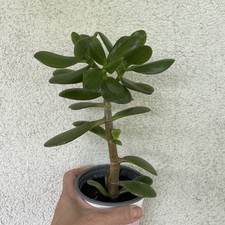 Zimmerpflanze crasula vata gebraucht kaufen  Helmbrechts