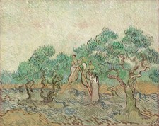 Olive orchard drink for sale  USA