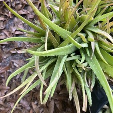 Aloe vera plant for sale  Bonifay