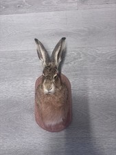 Taxidermy hare head for sale  BARNSLEY