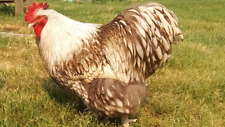 Presale eggs hens for sale  Owego