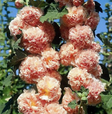 Hollyhock chater double for sale  Sevierville