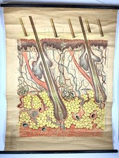 Vtg anatomic scientific for sale  Chicago