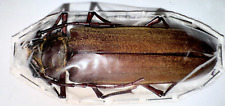 Cerambycidae callipogon sp. for sale  Shipping to United States