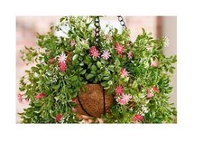 Cesta suspensa Garden Reflections 18" em cascata interna/externa comprar usado  Enviando para Brazil