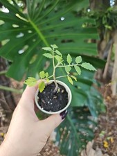 plants organic tomato for sale plants organic tomato for sale Englewood