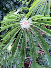 Manihot grahamii seeds for sale  HIGH WYCOMBE