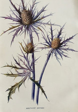 C1900s antique botanical for sale C1900s antique botanical for sale  TORRINGTON