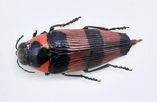 Buprestidae pseudhyperantha bl gebraucht kaufen  Wadern