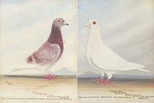 Browne frilly snow for sale  CHERTSEY