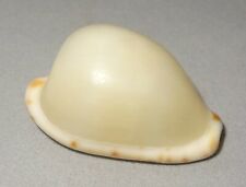 Meeresschnecke cypraea edentul gebraucht kaufen  Illertissen