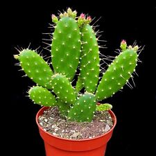 Opuntia quitensis prickly for sale  LEIGH