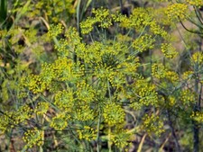 Organic dill 500 for sale  Fabius