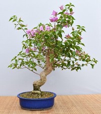 Bonsai mediterran drillingsblu gebraucht kaufen  Saarwellingen
