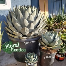 Agave parryi truncata for sale  West Covina