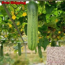 Cucumber seeds asia for sale  Ontario