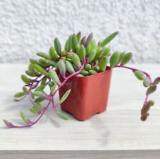 Succulent pot plant for sale  San Jose