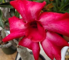 Desert rose adenium for sale  Saint Petersburg