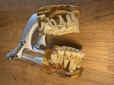 Dentales demo modell gebraucht kaufen  Waldalgesheim