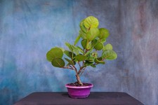 Seagrape pre bonsai for sale  North Fort Myers