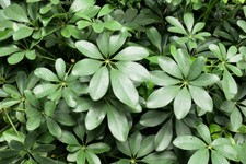 Seeds schefflera container for sale  Willis