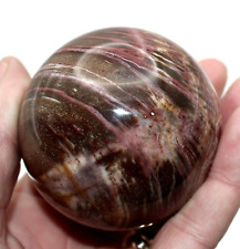 Large polished fossil for sale  BECCLES