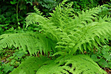 Western lady fern for sale  Lynnwood
