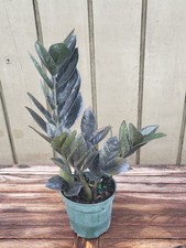 Zamioculcas zamiifolia raven for sale  Homestead