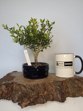 Ilex shohin bonsai for sale  ELGIN