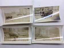Antique photographs hogs for sale  Pennsburg