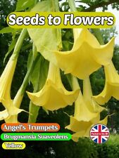 Angel trumpets brugmansia for sale  STOKE-ON-TRENT