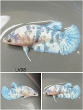 Female betta live for sale  Clemmons