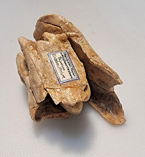 Fossilien berkiefer vom gebraucht kaufen  Illertissen