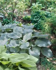 Hosta empress riesen gebraucht kaufen  Westerstede