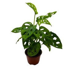 split leaf philodendron for sale split leaf philodendron for sale Apopka
