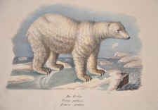 Lodowiec. Ursus polaris. L'ours polaire. na sprzedaż  Wysyłka do Poland