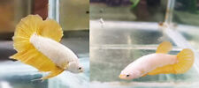 Coppia betta splendens usato  Vicovaro