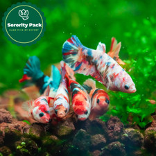 Koi nemo female for sale  San Diego