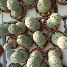 Thephrocactus geometricus ball usato  Porto Cesareo