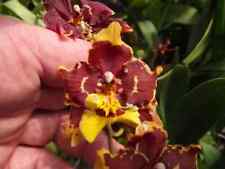 Rare oncidium ingrid for sale  HALSTEAD
